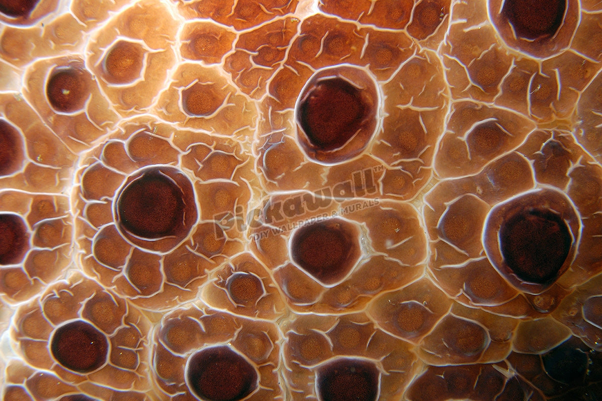 Skins pattern