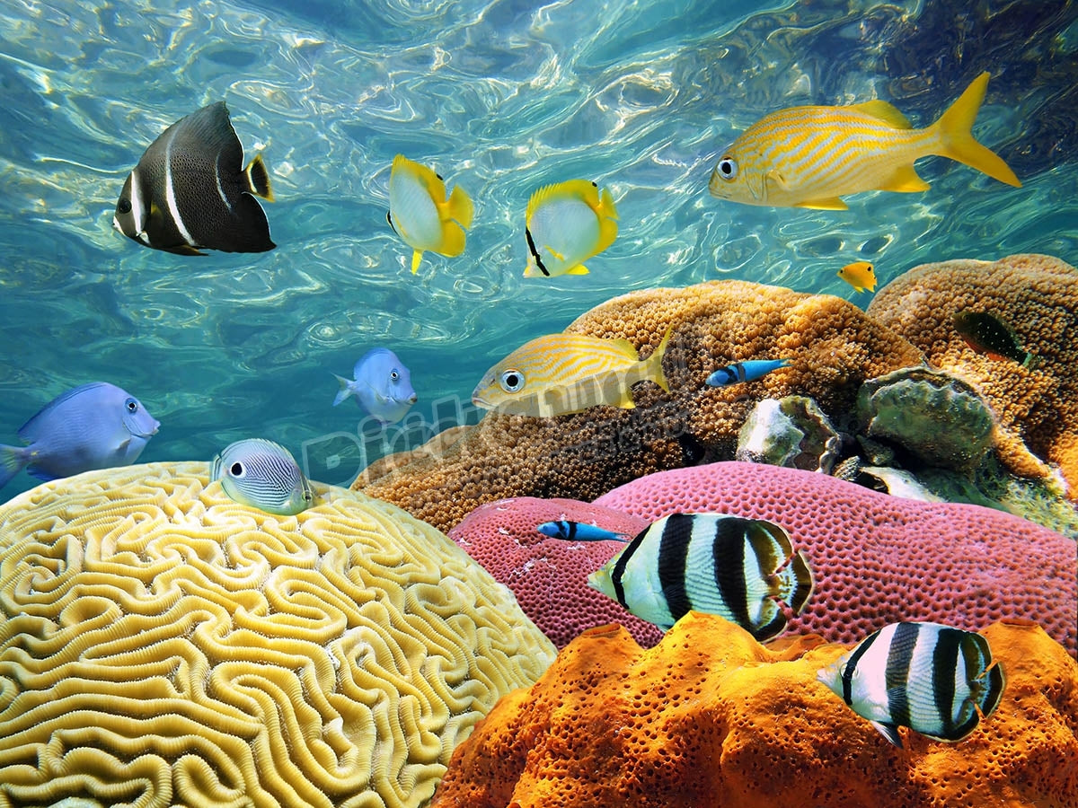 Underwater Coral Scene
