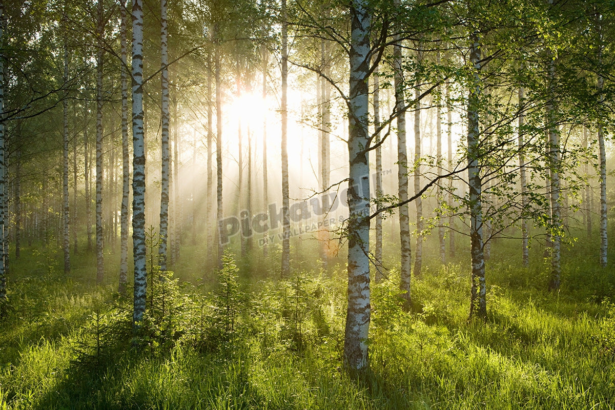 Sunlight in forest of birch trees