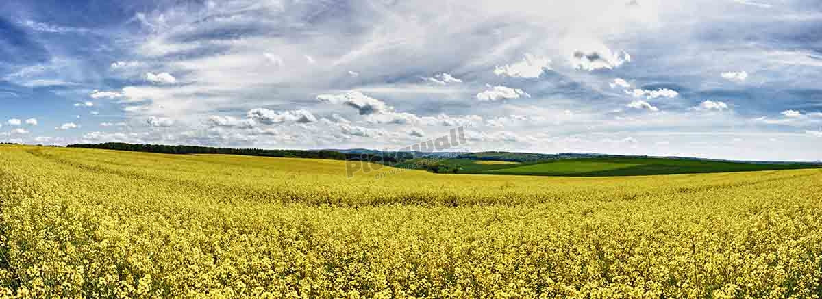 Field of oilseed rape in spring