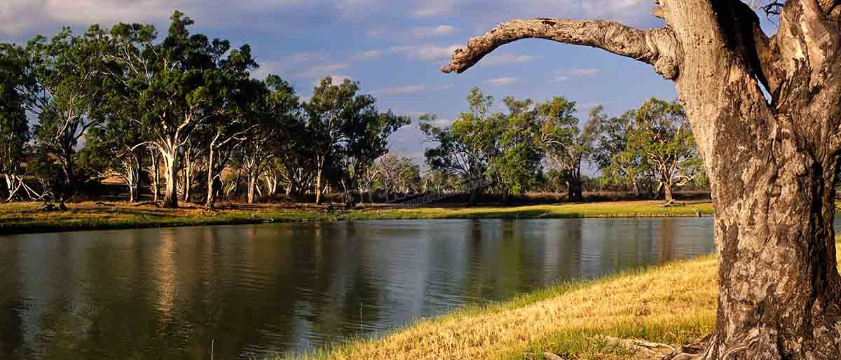 Murray River, ÌâÛÏSouth AustraliaÌâÛ