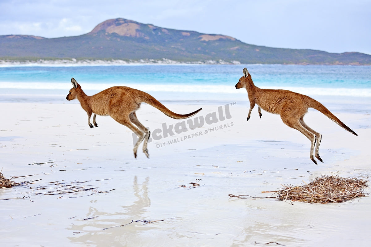 Kangaroo on sand