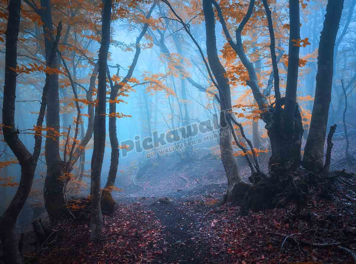 Mysterious dark old forest in fog