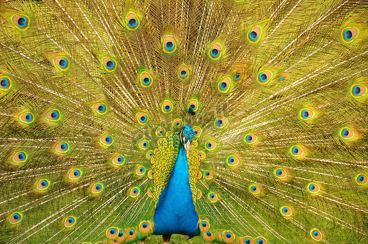 Peacock