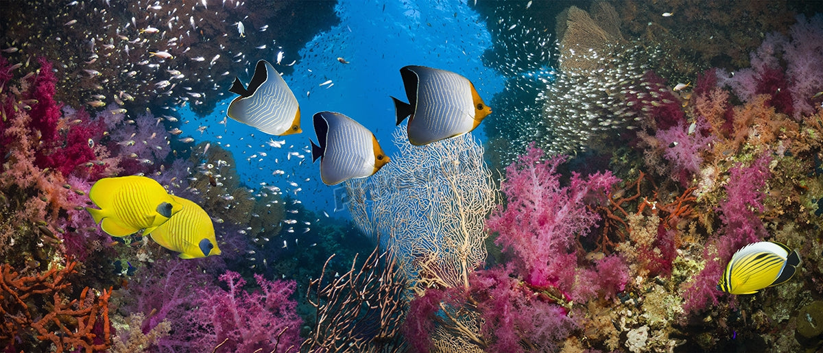 Coral reef scenery
