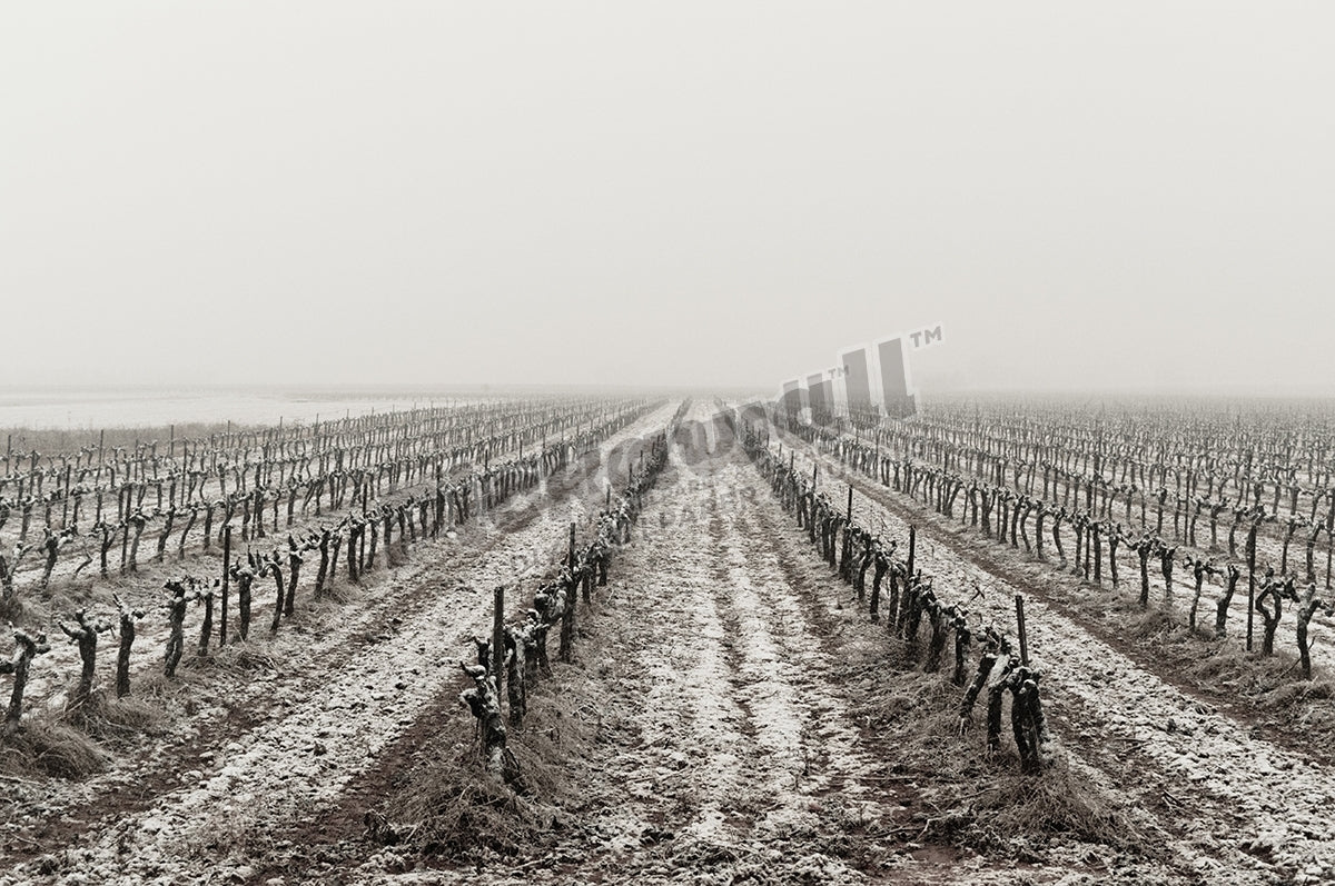 Winter snowy morning on vine field