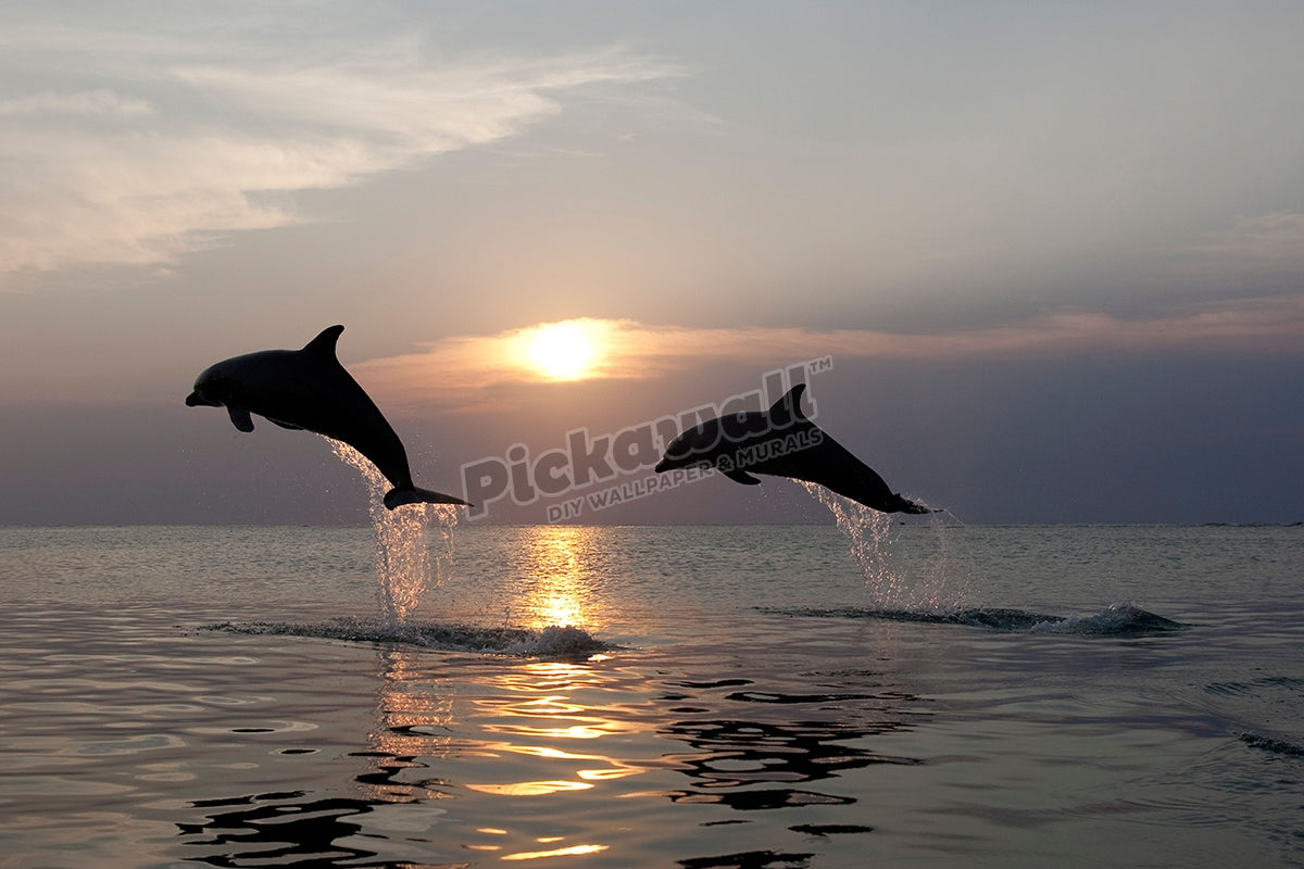 Dolphins flying