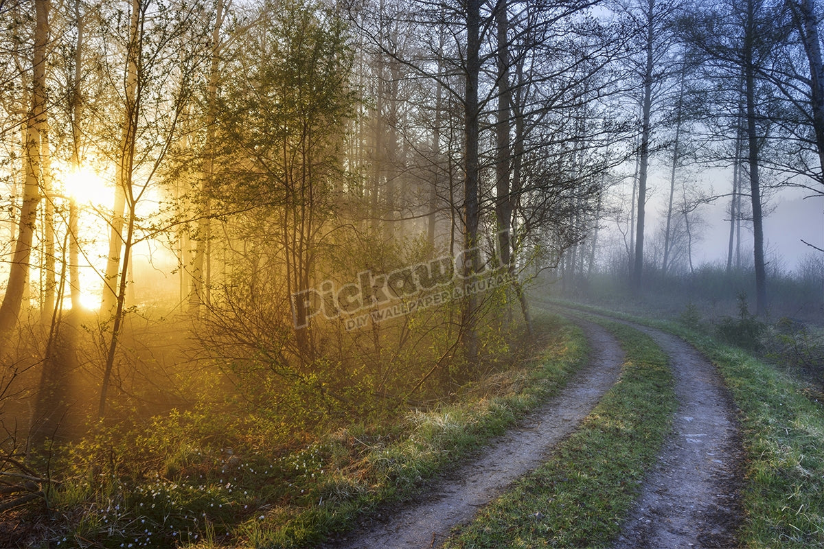 forest road sunrise