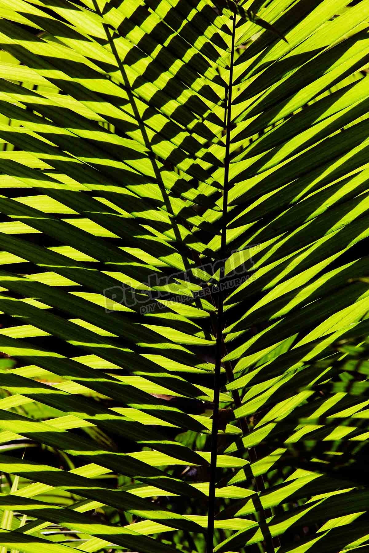 Flora Fauna - Palm frond