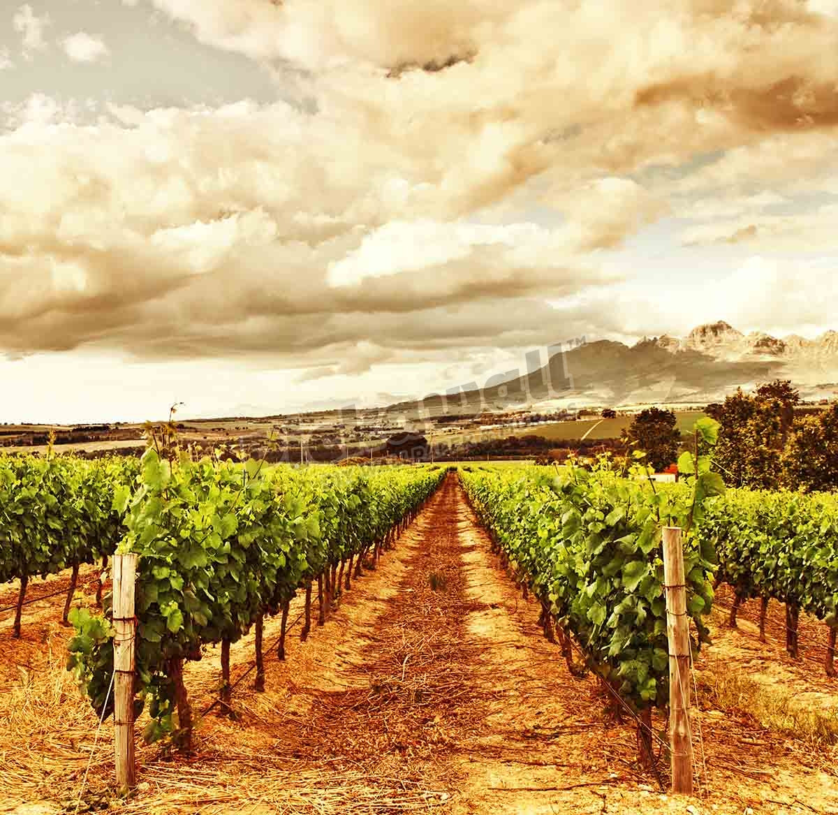 Grape valley, harvest season