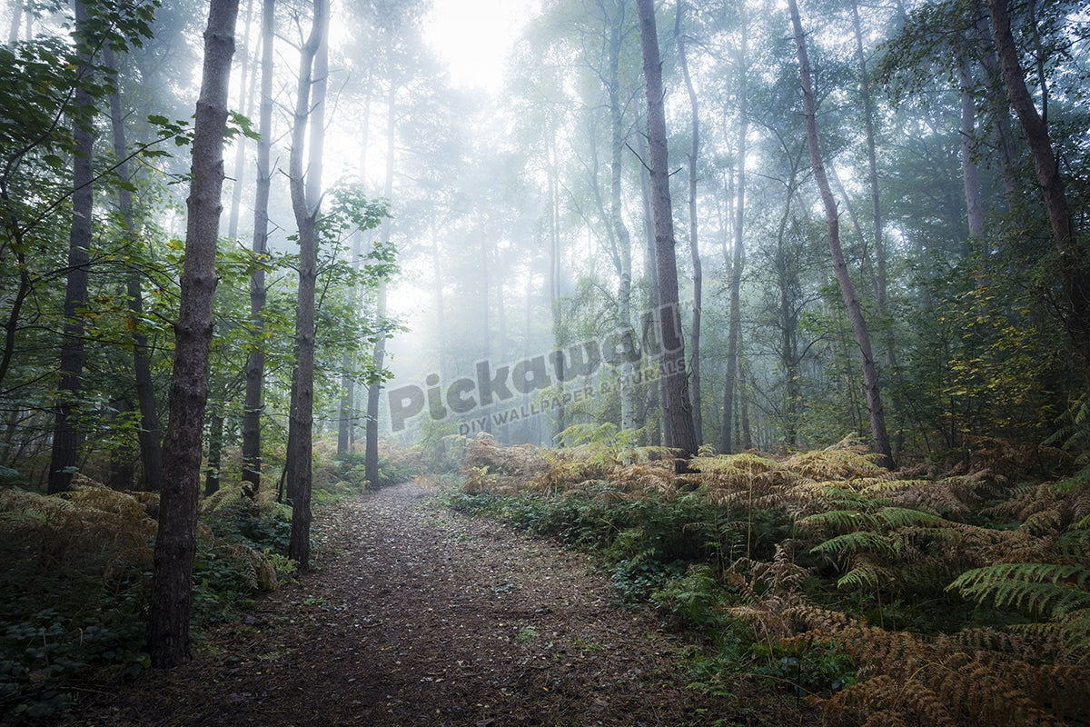 Misty forest walk