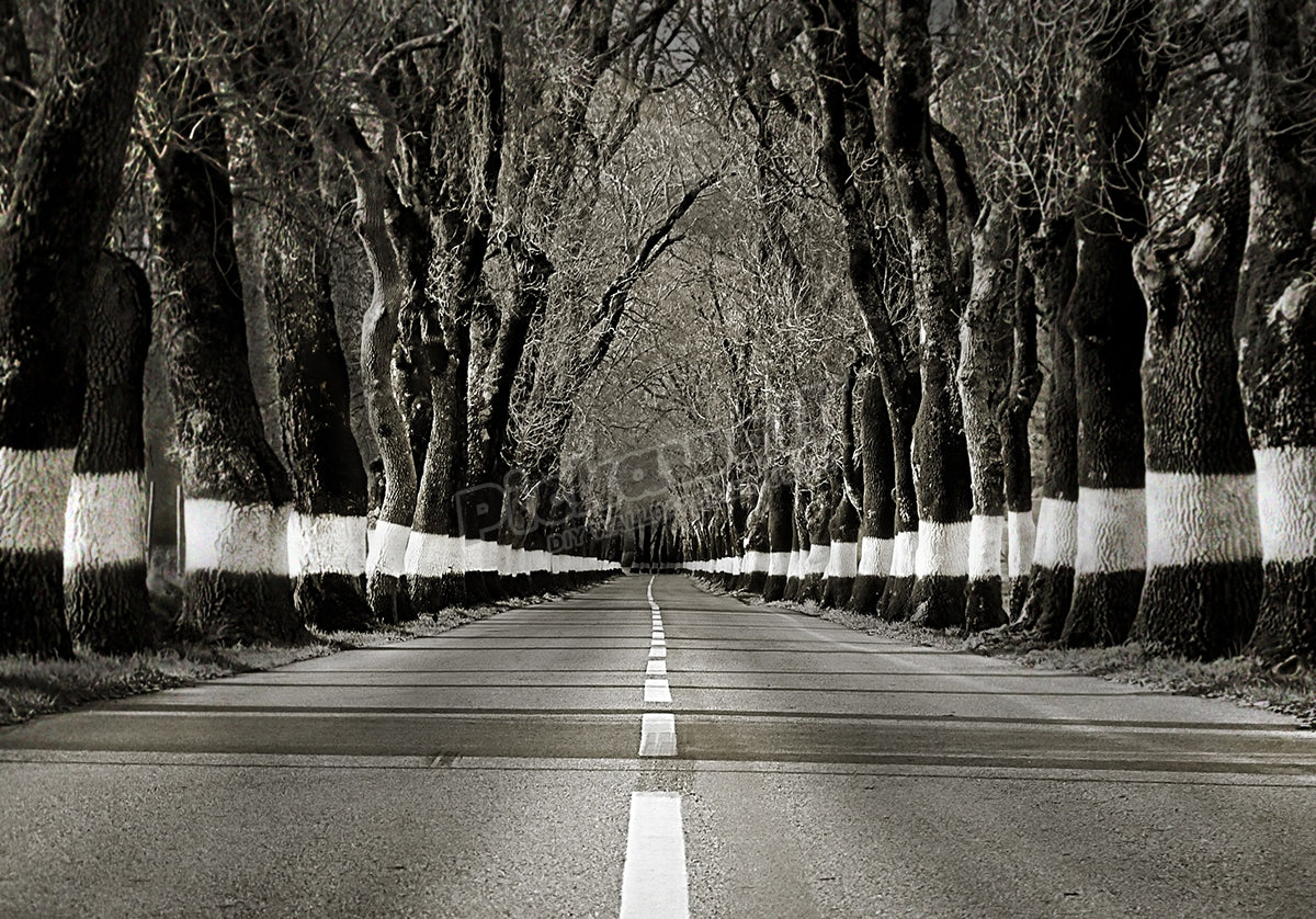 Tunnel of trees in road