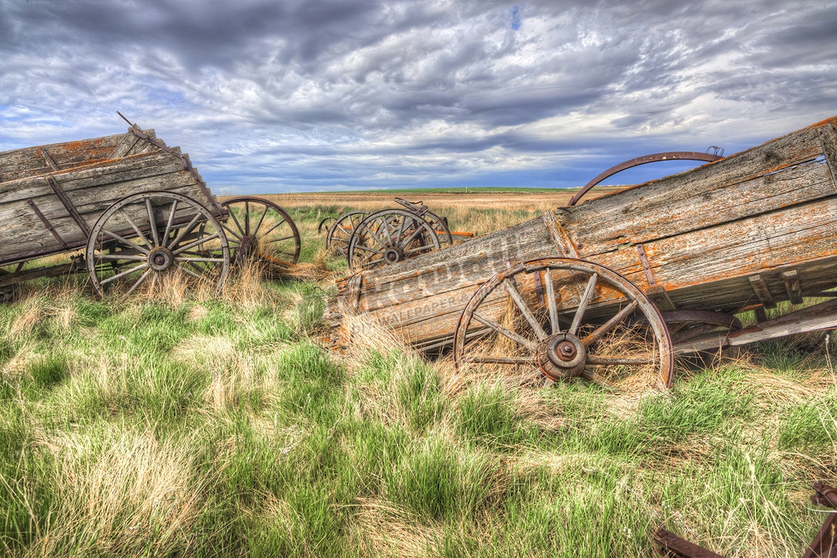 classic wooden wagons rot in a field