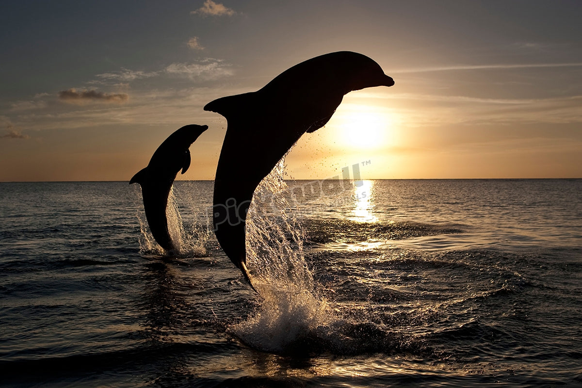 Dolphin Pod Sunset