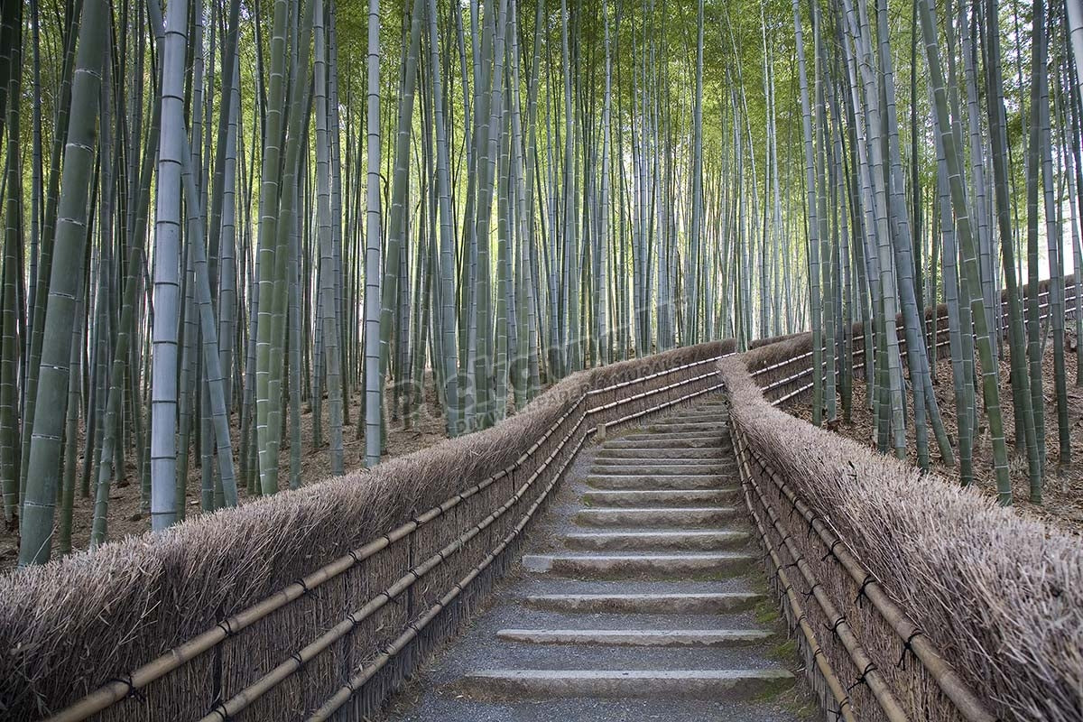 Stairway through bamboo grove above Adashino Nembutsu-ji temple.