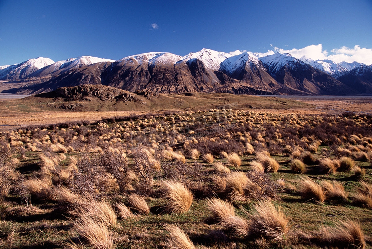 Tussock country, inland Canterbury, New Zealand