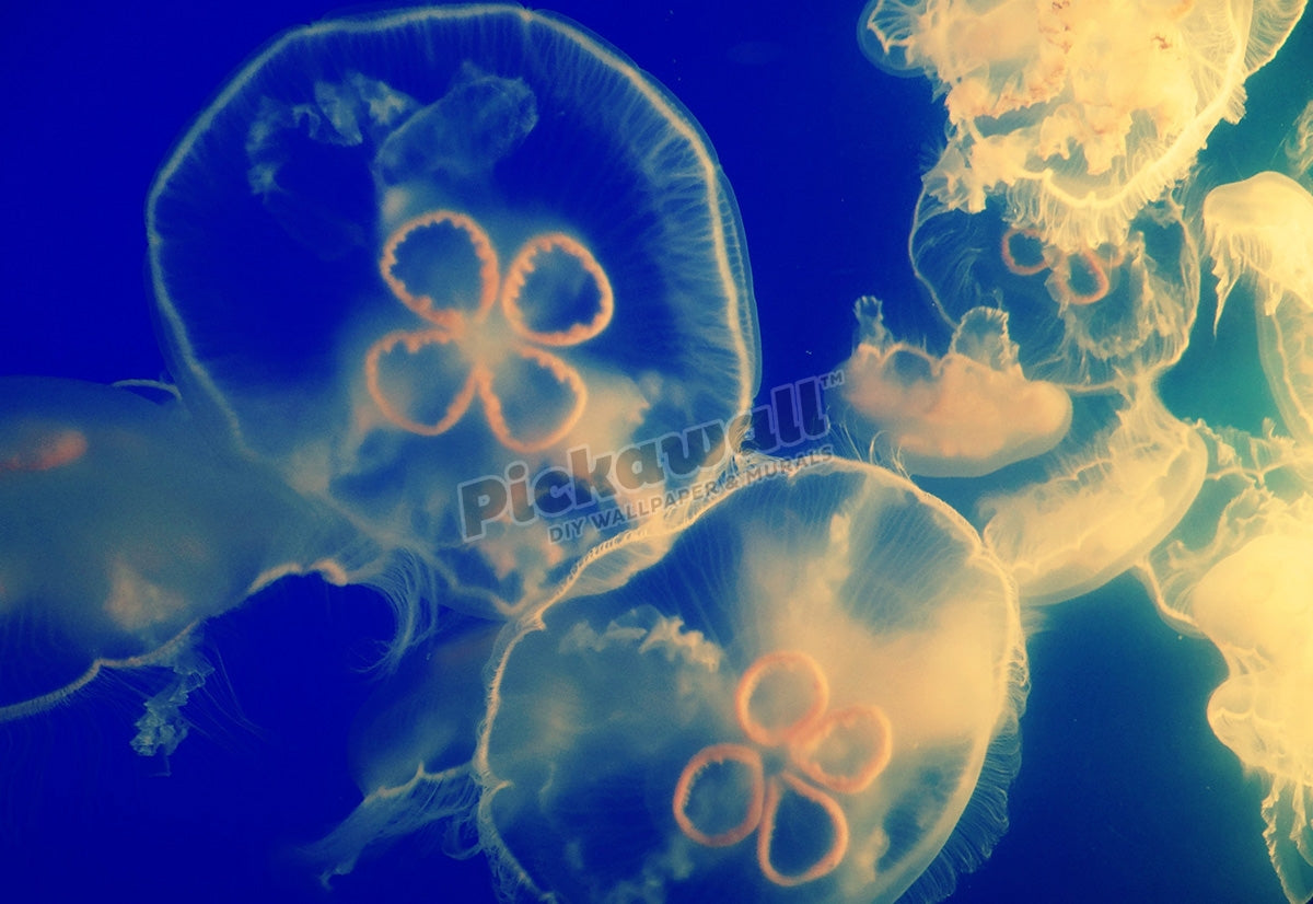 Jellyfish
