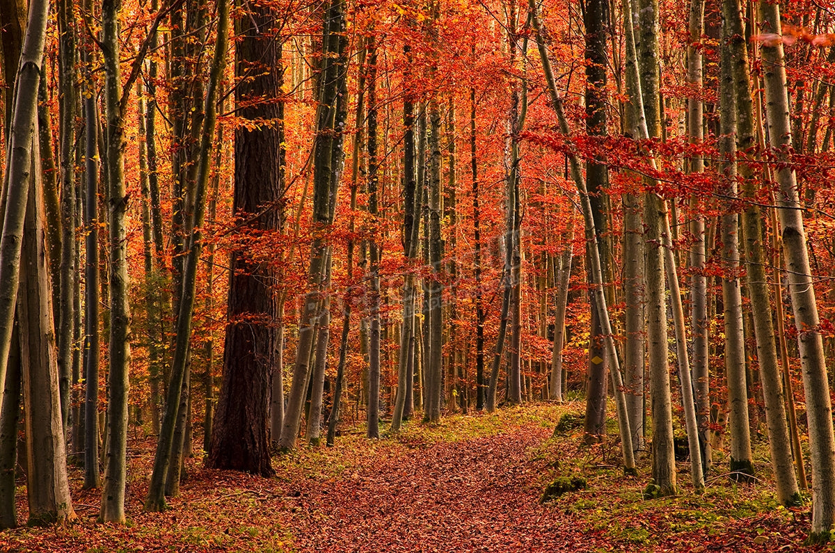 Red forest'