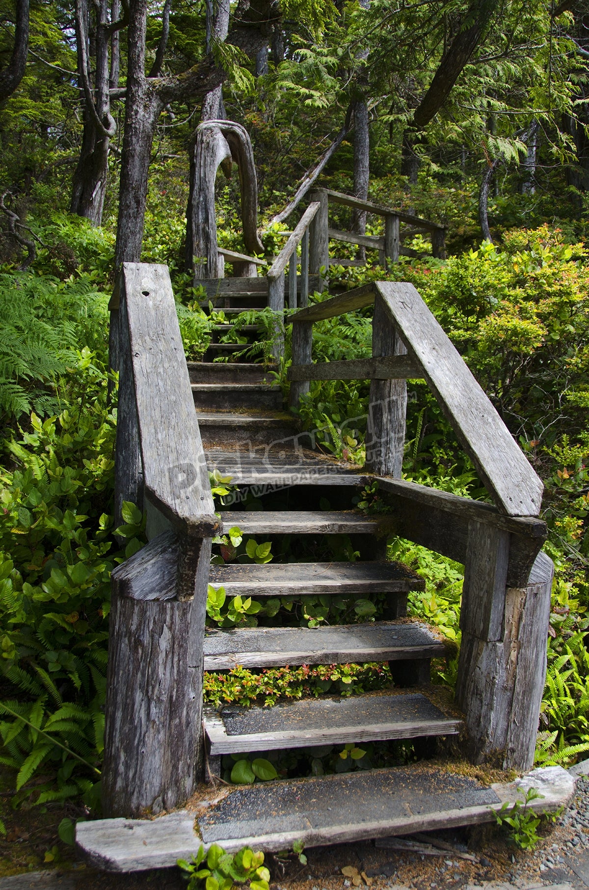Rugged trail staircase