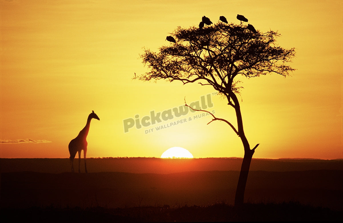 Giraffe and tree silhouette