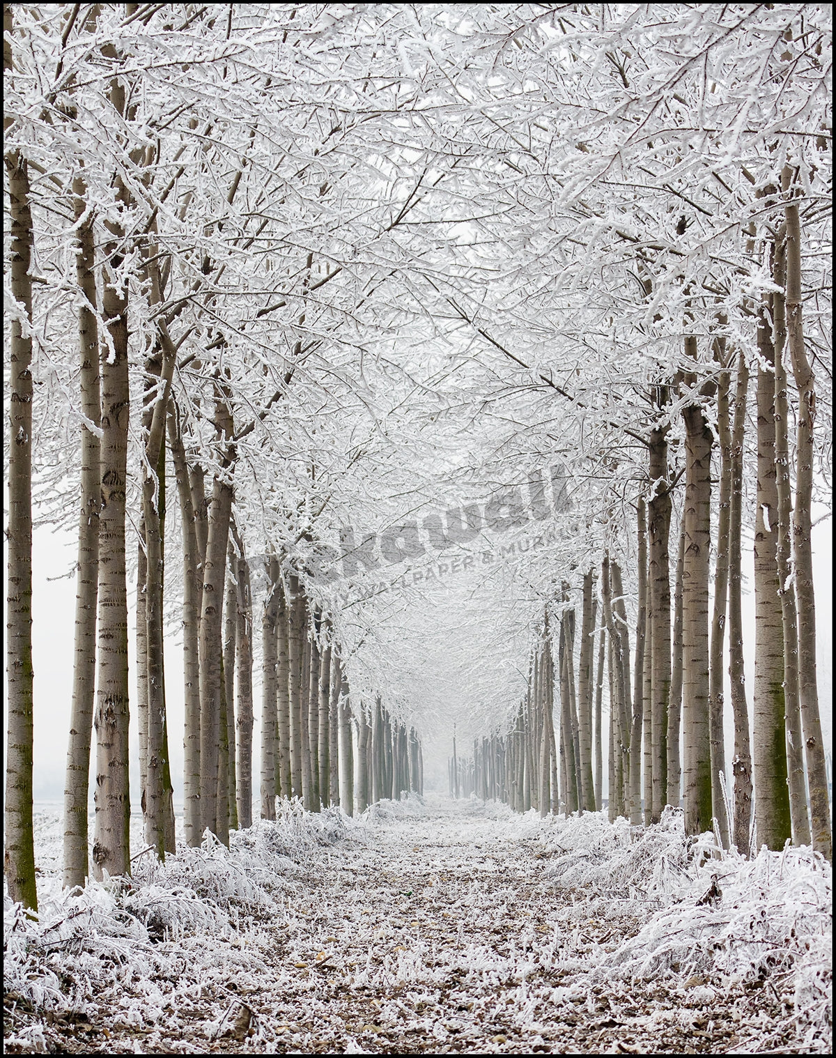 Frozen trees