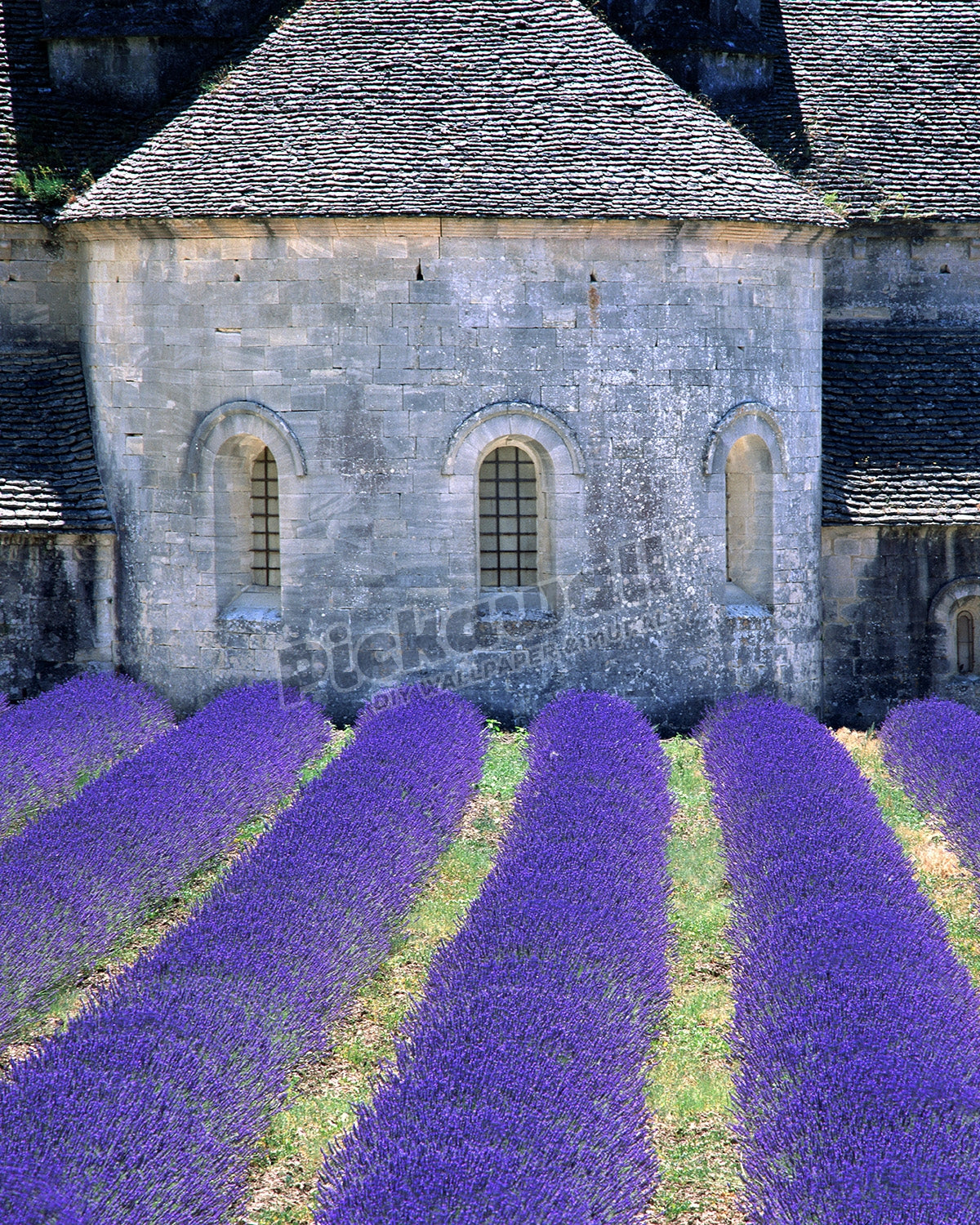 Lavender field