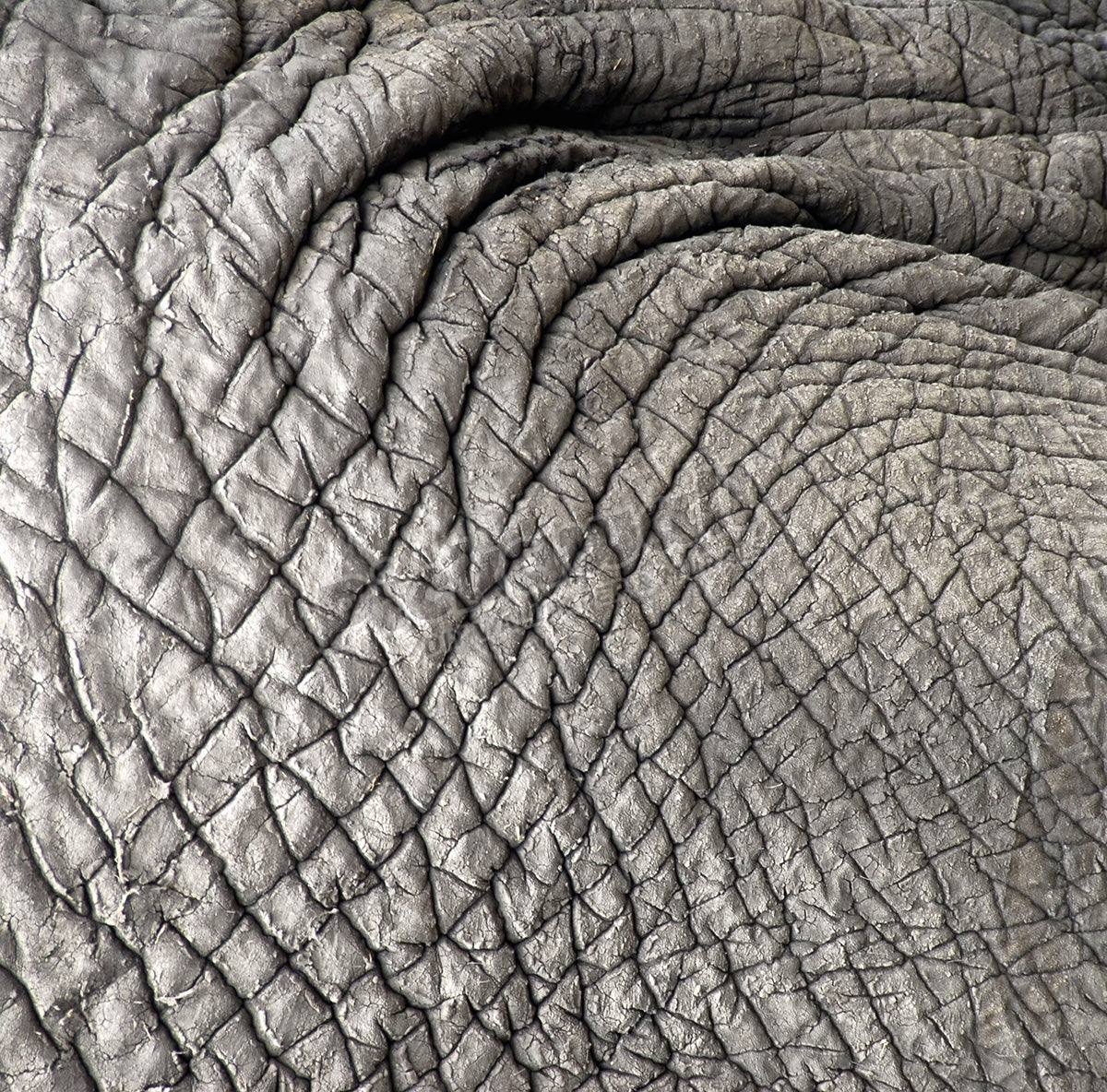 Elephant's Wrinkly Gray Skin