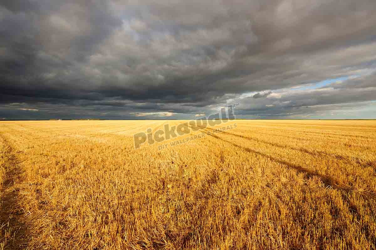 Harvested wheat field in the prairie, Manitoba, Canada