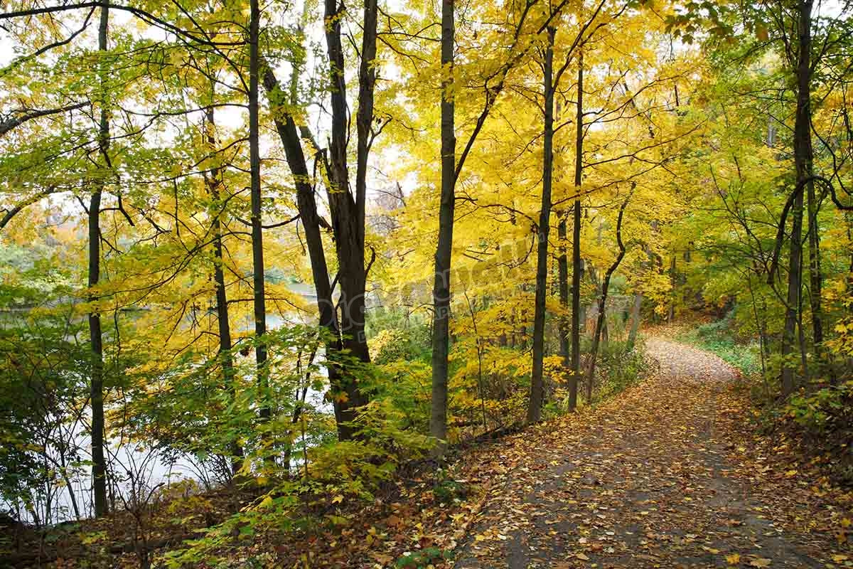 Path Next To A Lake In Autumn