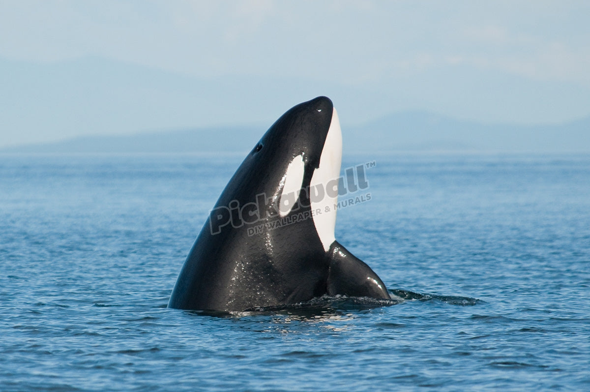 Killer whale