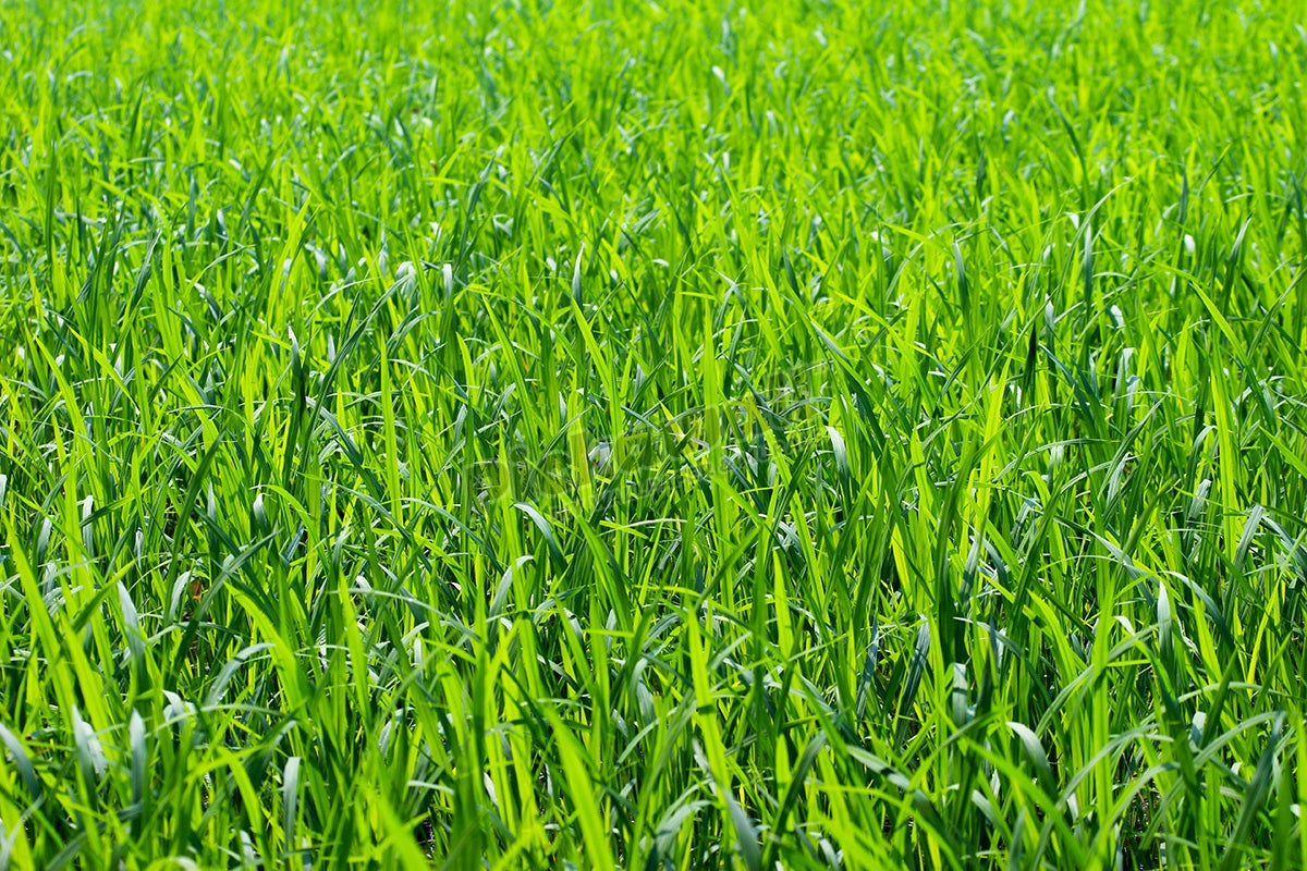 Full frame of paddy fields