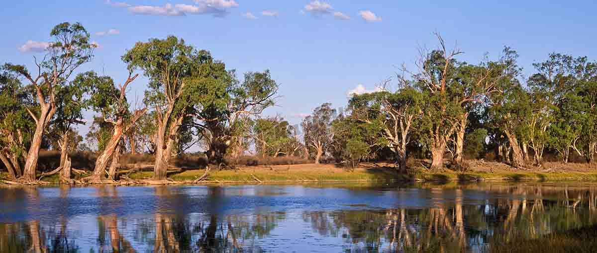 River Red Gums, Murray River, South Australia