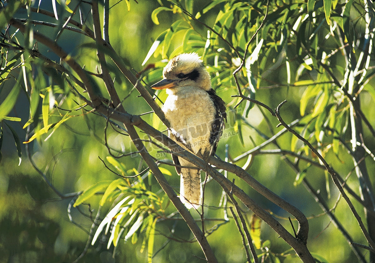 Kookaburra