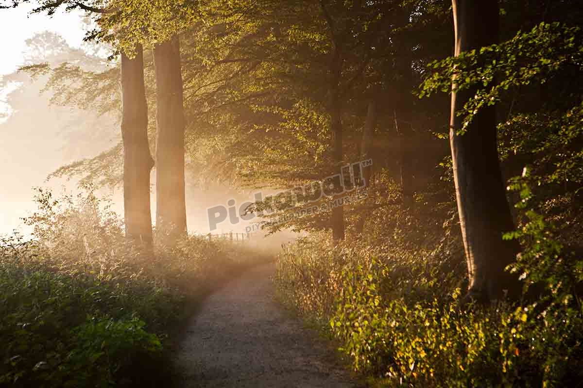 Beech forest road sun rays in morning mist