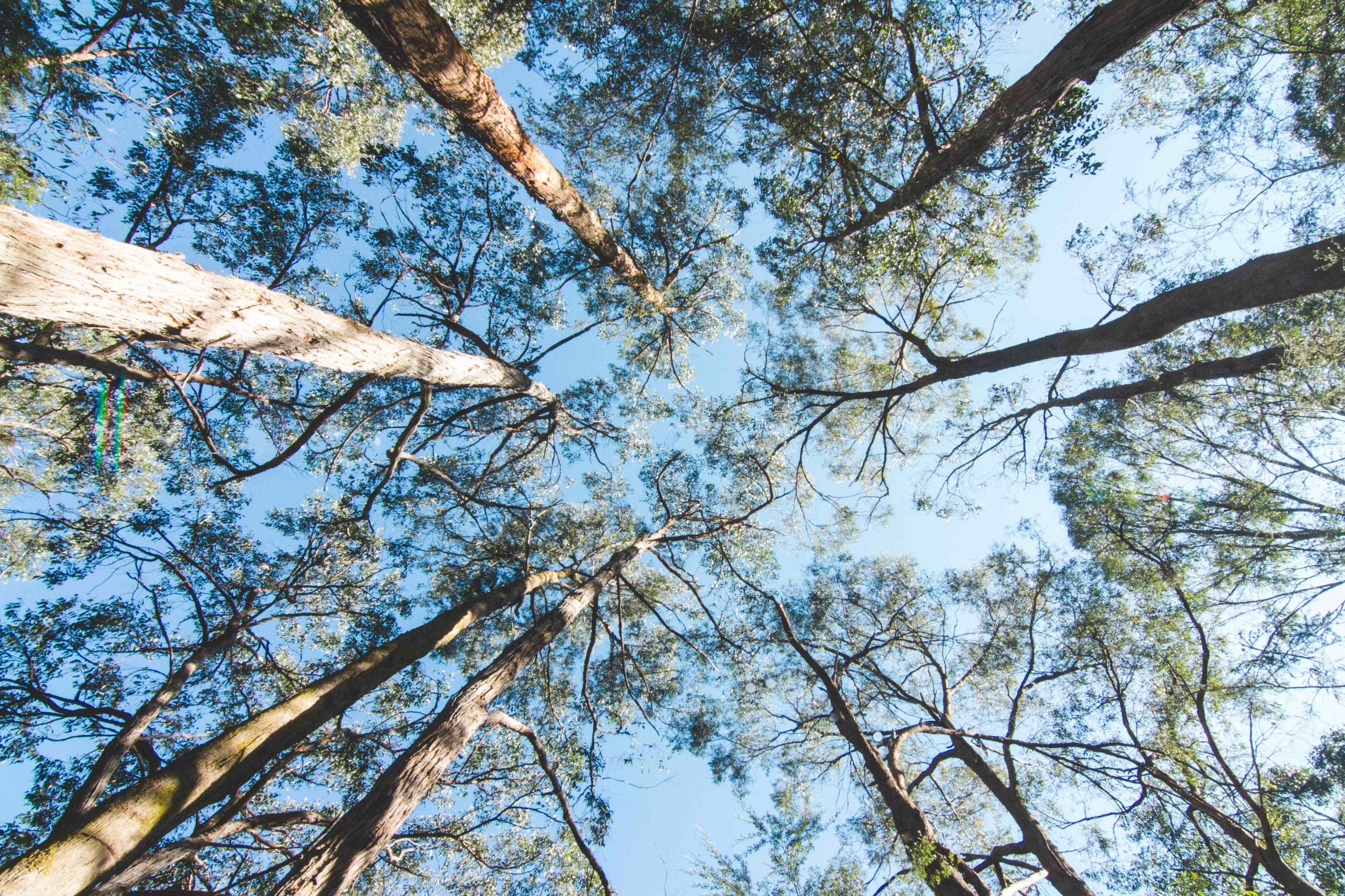 Aussie Bush Wide