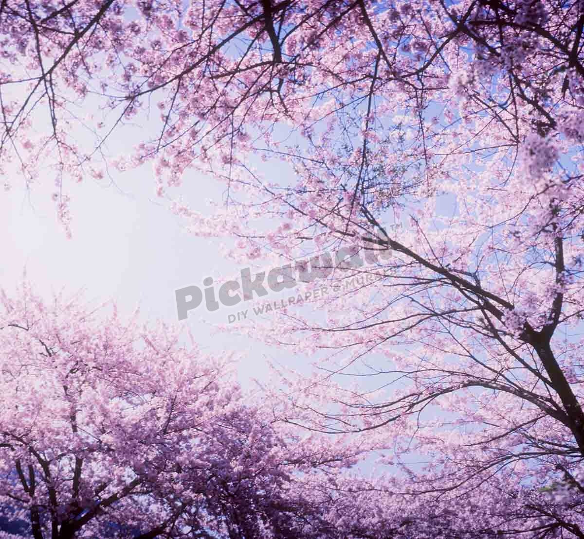 Cherry blossoms against sky