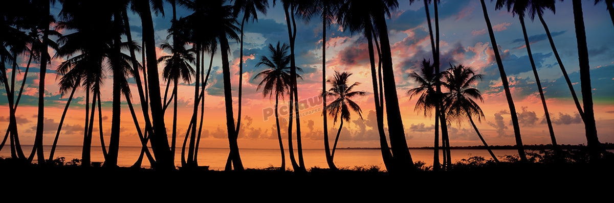 Silhouette palm trees and dramatic sunset clouds