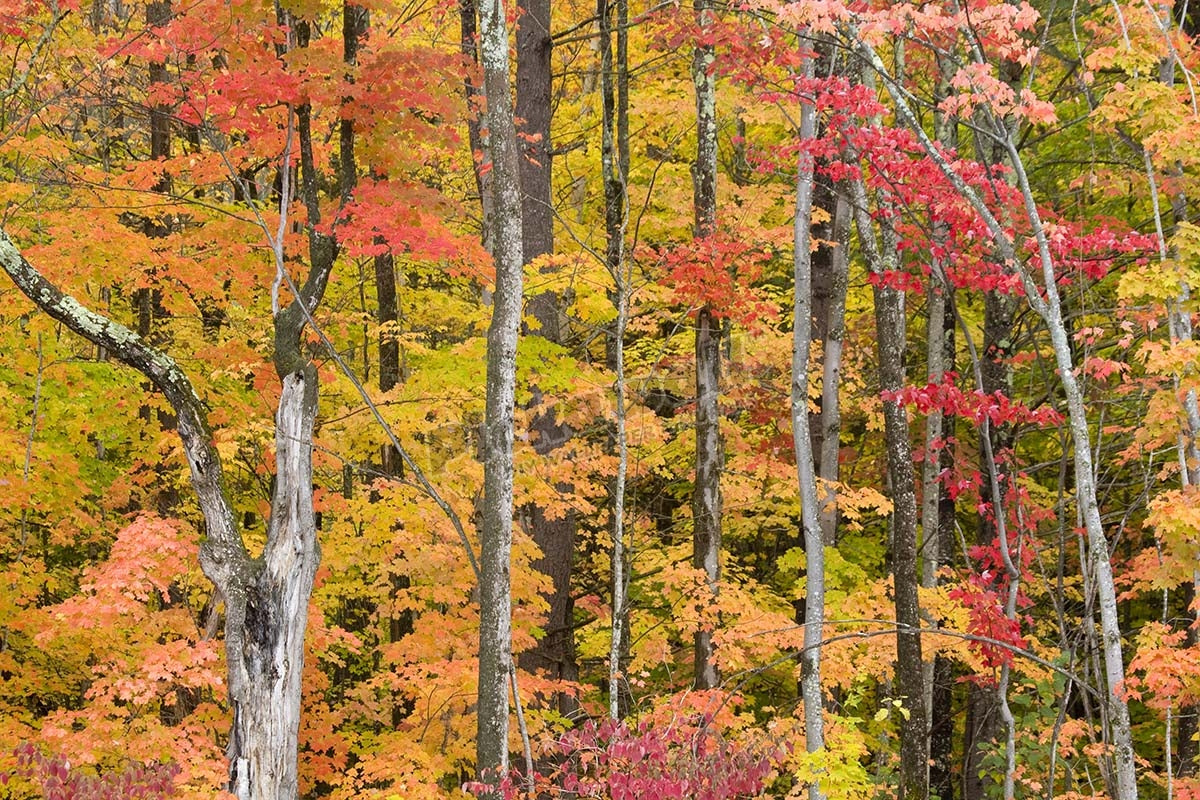 Vibrant autumn leaves