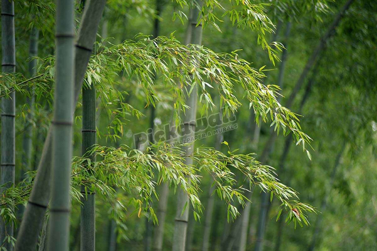 CHINA BAMBOO FOREST NEAR HUANGSHAN