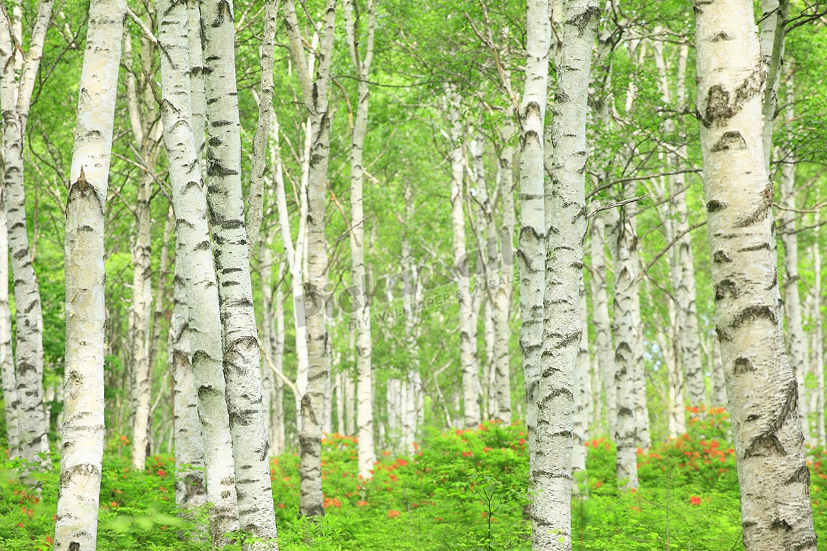 Birch Tree Forest