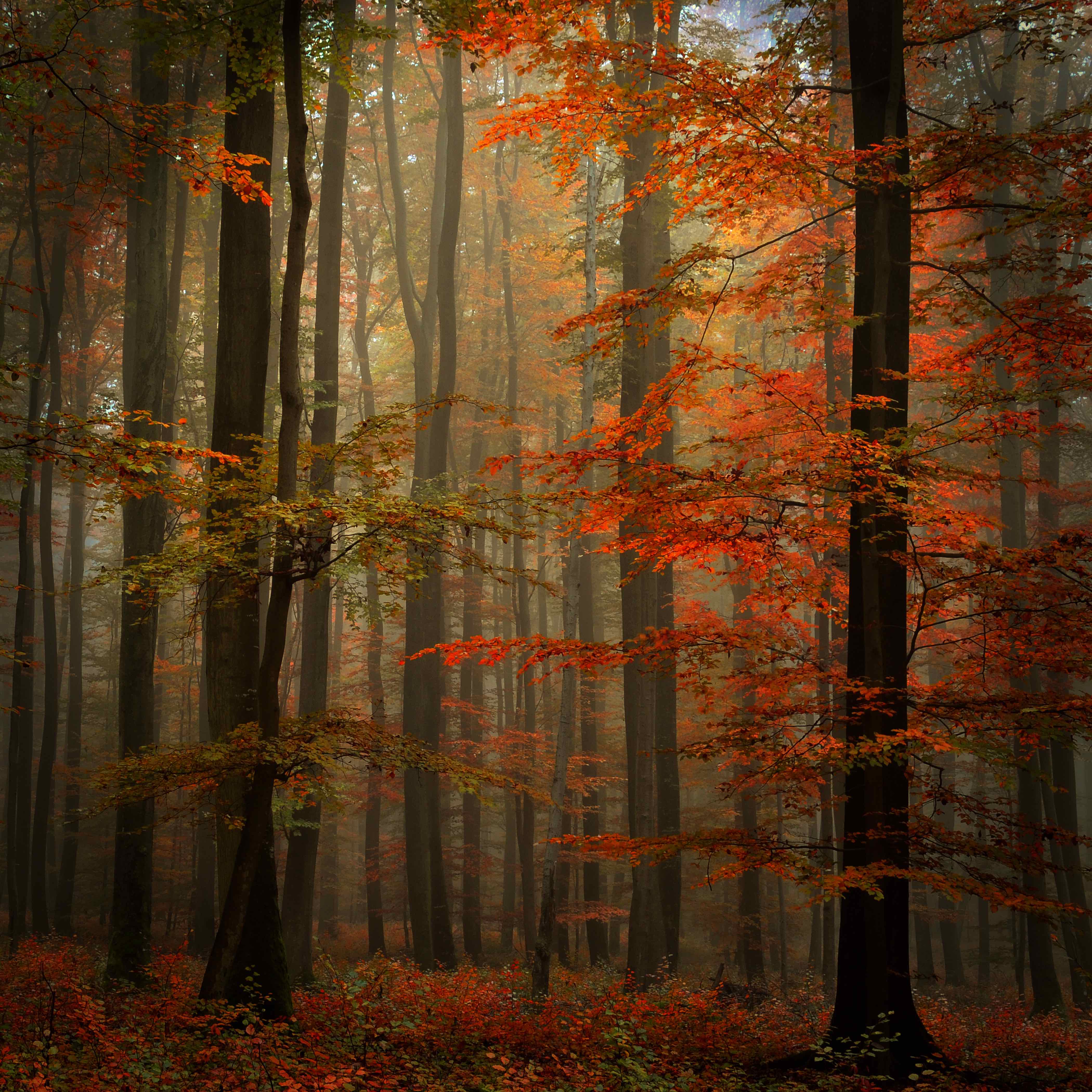 Autumn forest full of light Forest