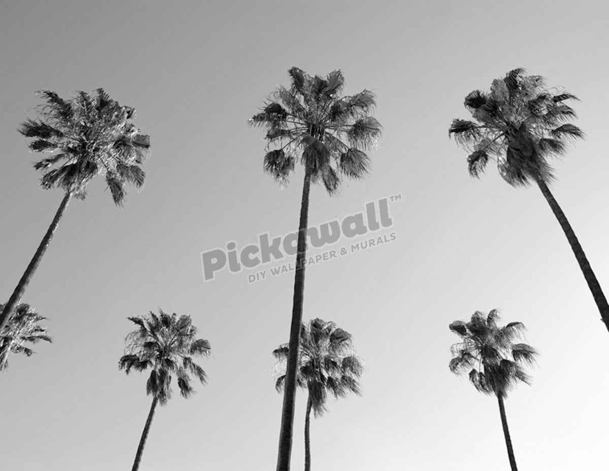 Palms Overhead