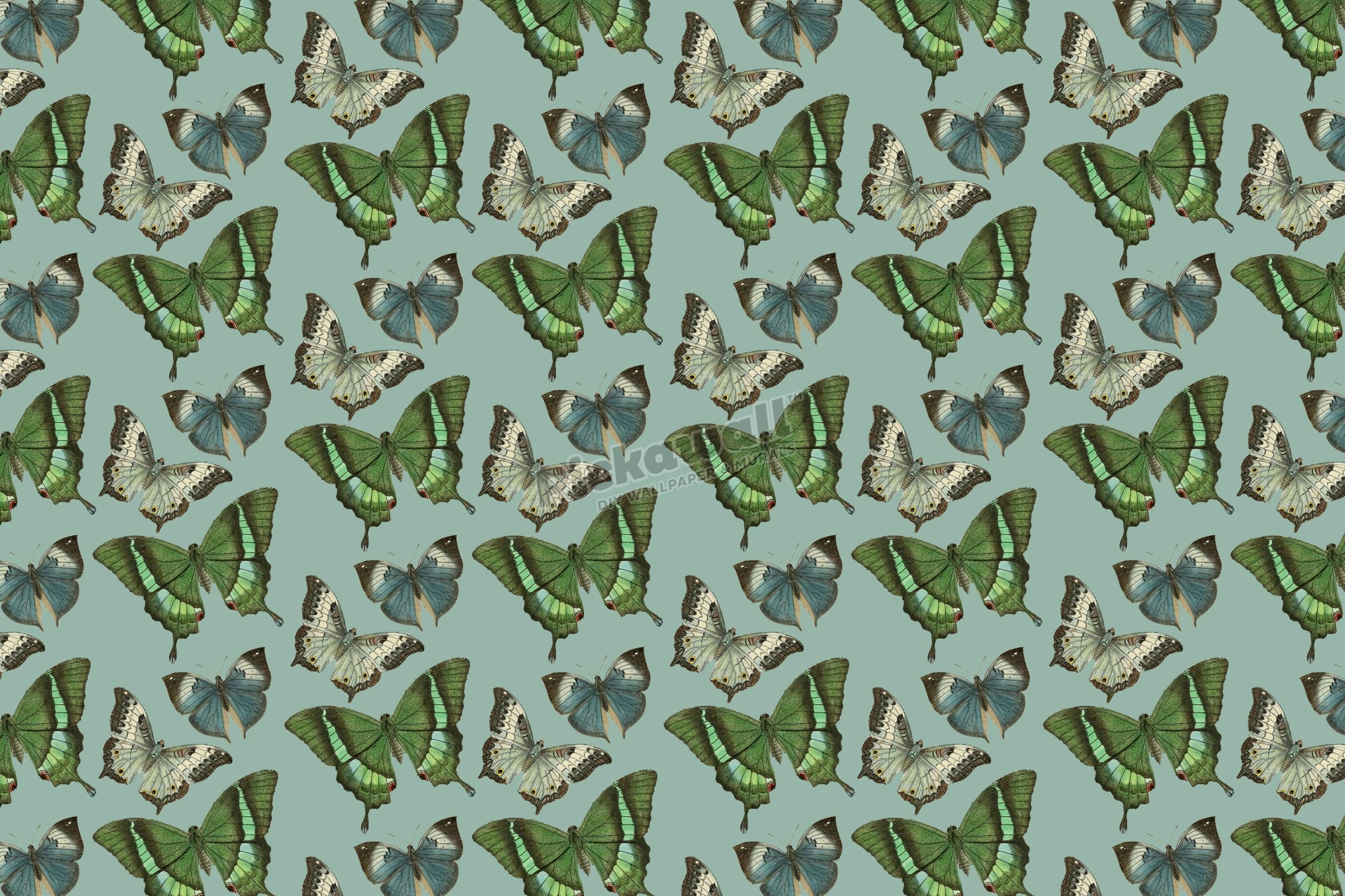 Butterfly Bliss by Loren Shoemark
