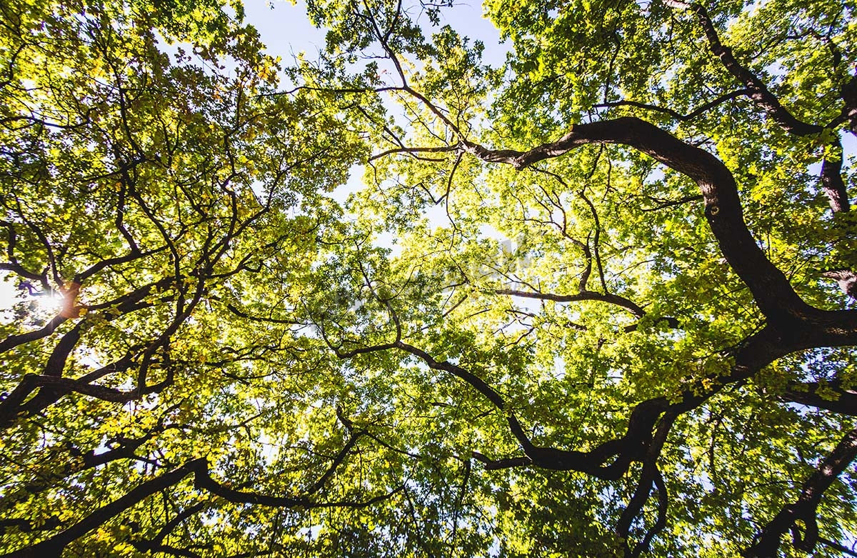 Leaf Canopy