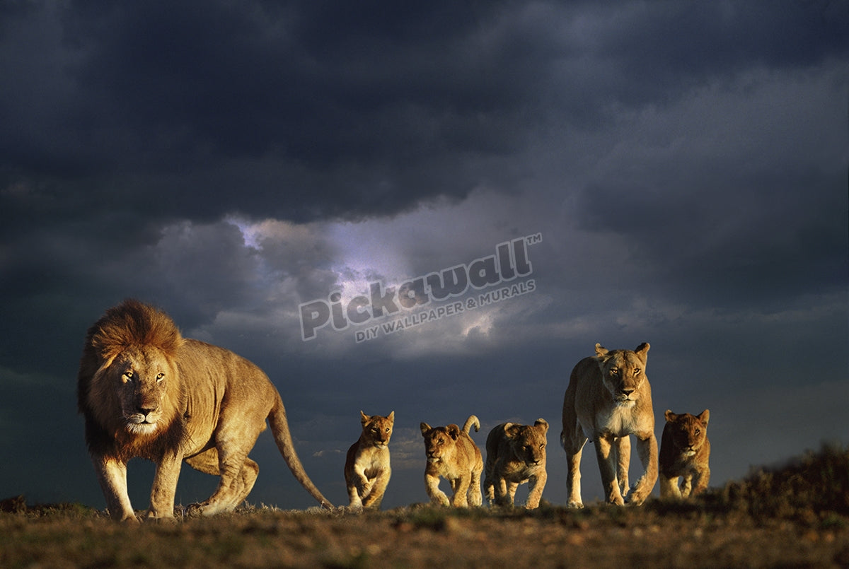 Lion family