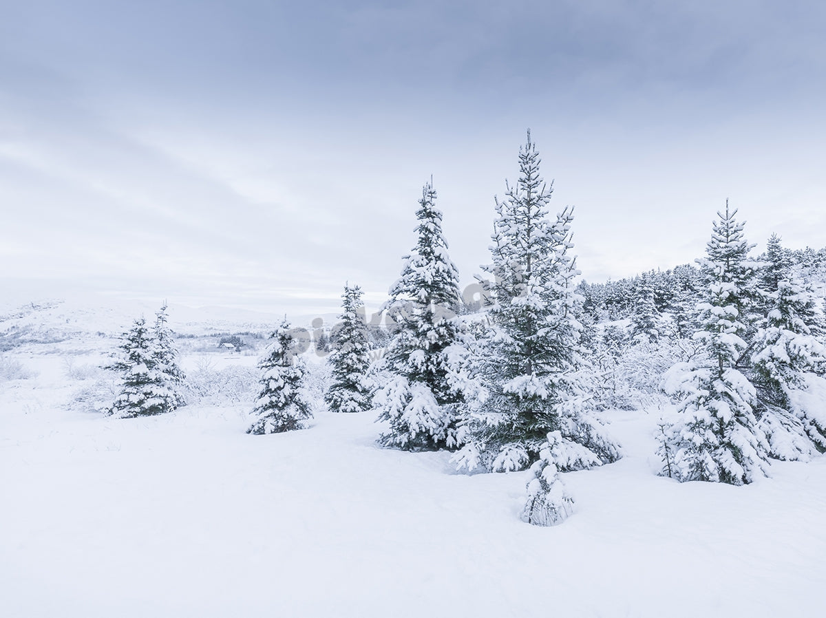 Snow-covered trees, Hafravatn, Iceland