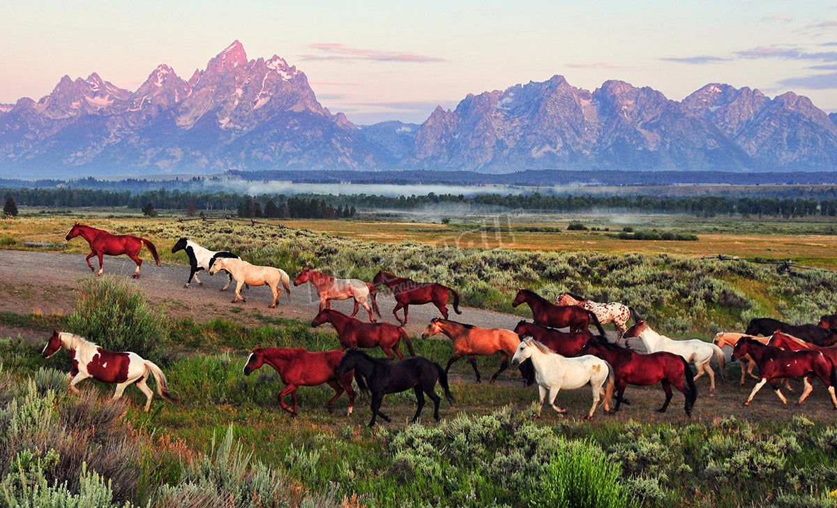 Herd of Horses
