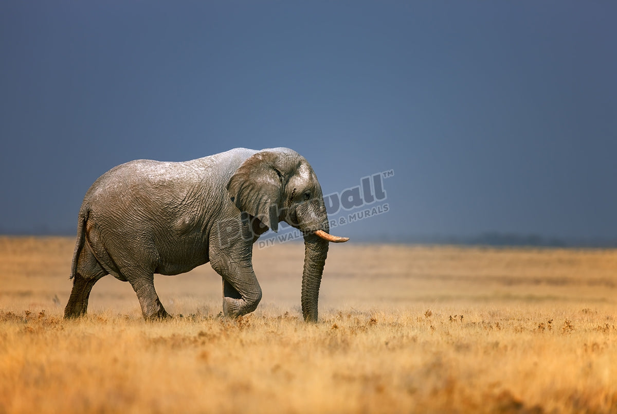 Elephant bull in open grass field