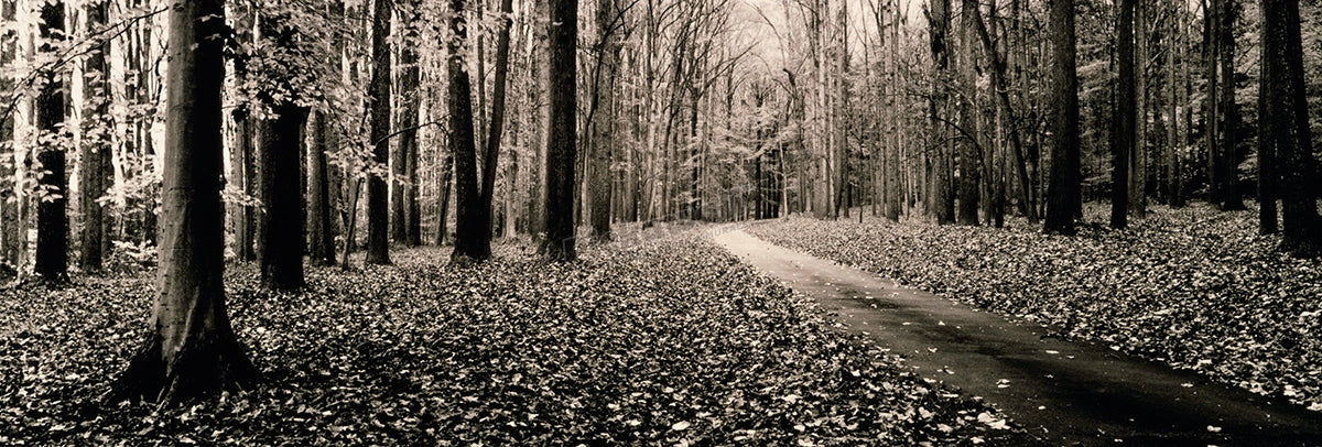 Country lane in woods, Montgomery County, Maryland, USA
