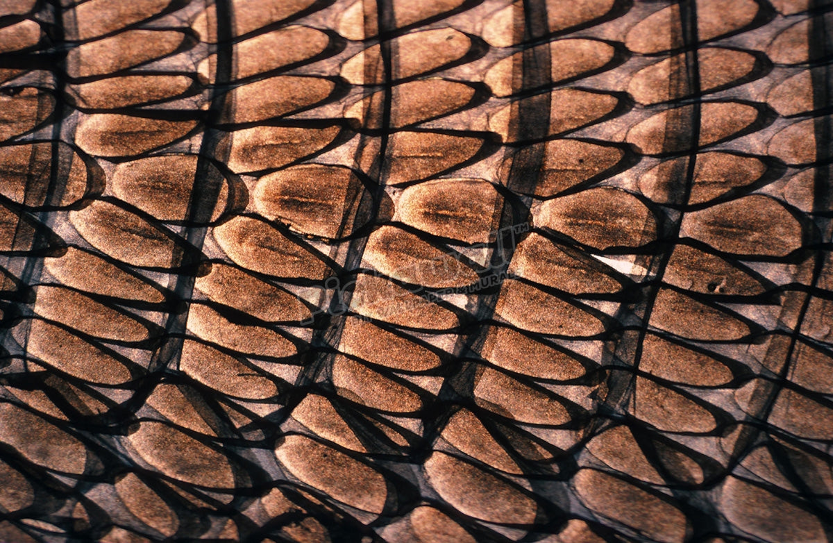 Snake skin
